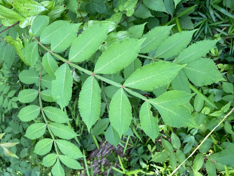 ヌルデ | 山川草木図譜 | 野山の植物, 6月, 樹木, ウルシ科 | (ウルシ科ヌルデ属) | 【白膠木】