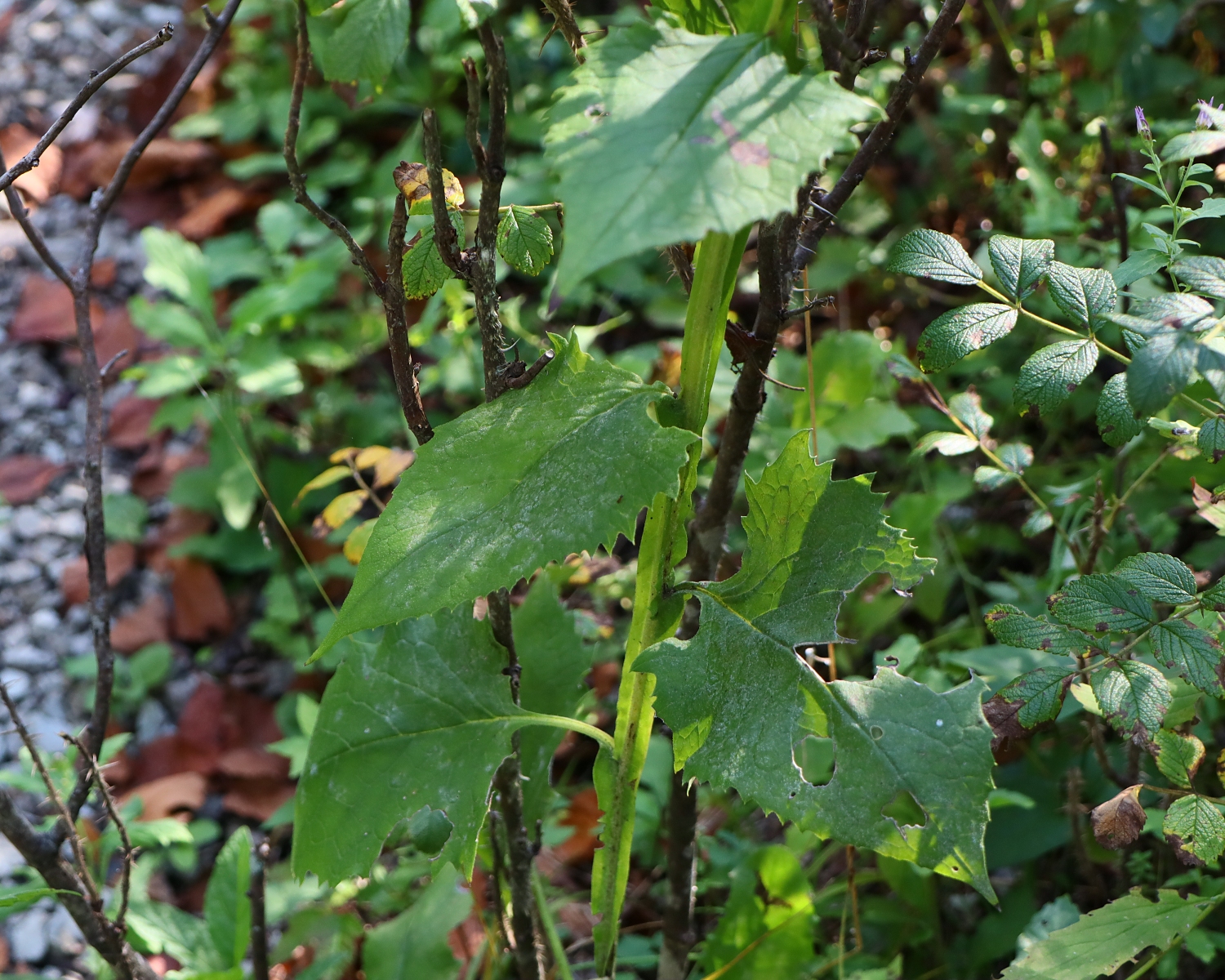 セイタカトウヒレン