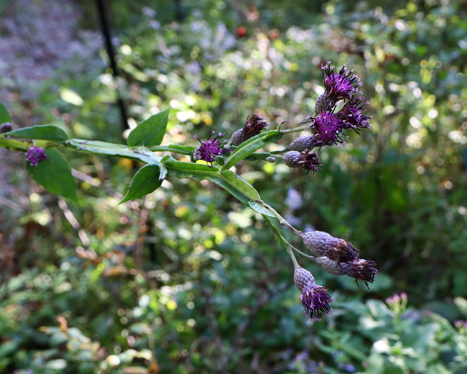 セイタカトウヒレン