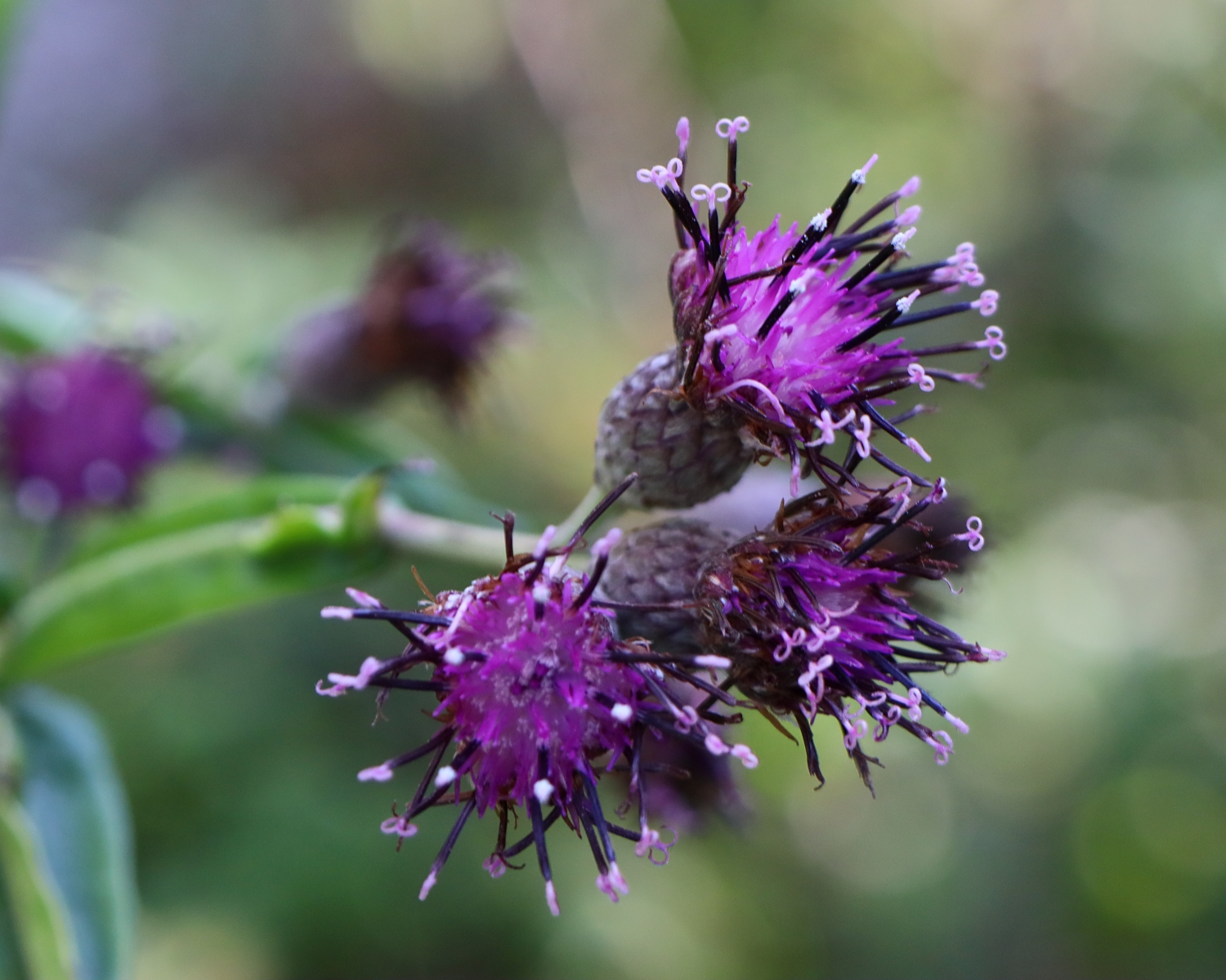 セイタカトウヒレン