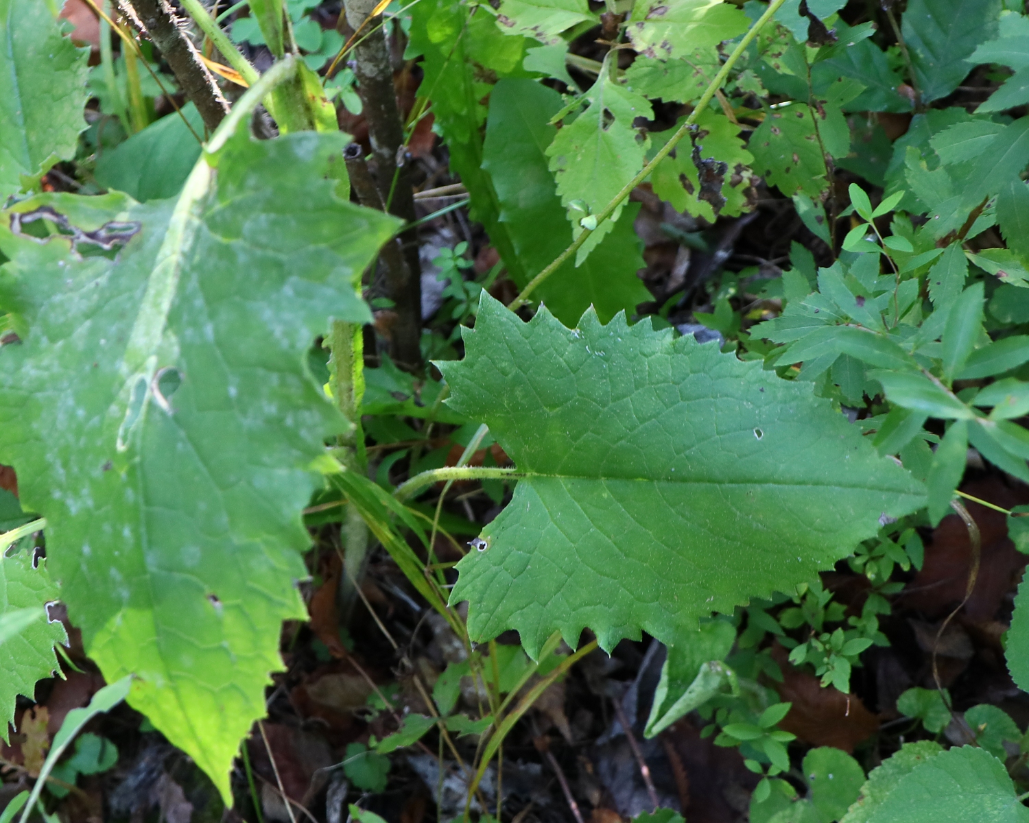 セイタカトウヒレン