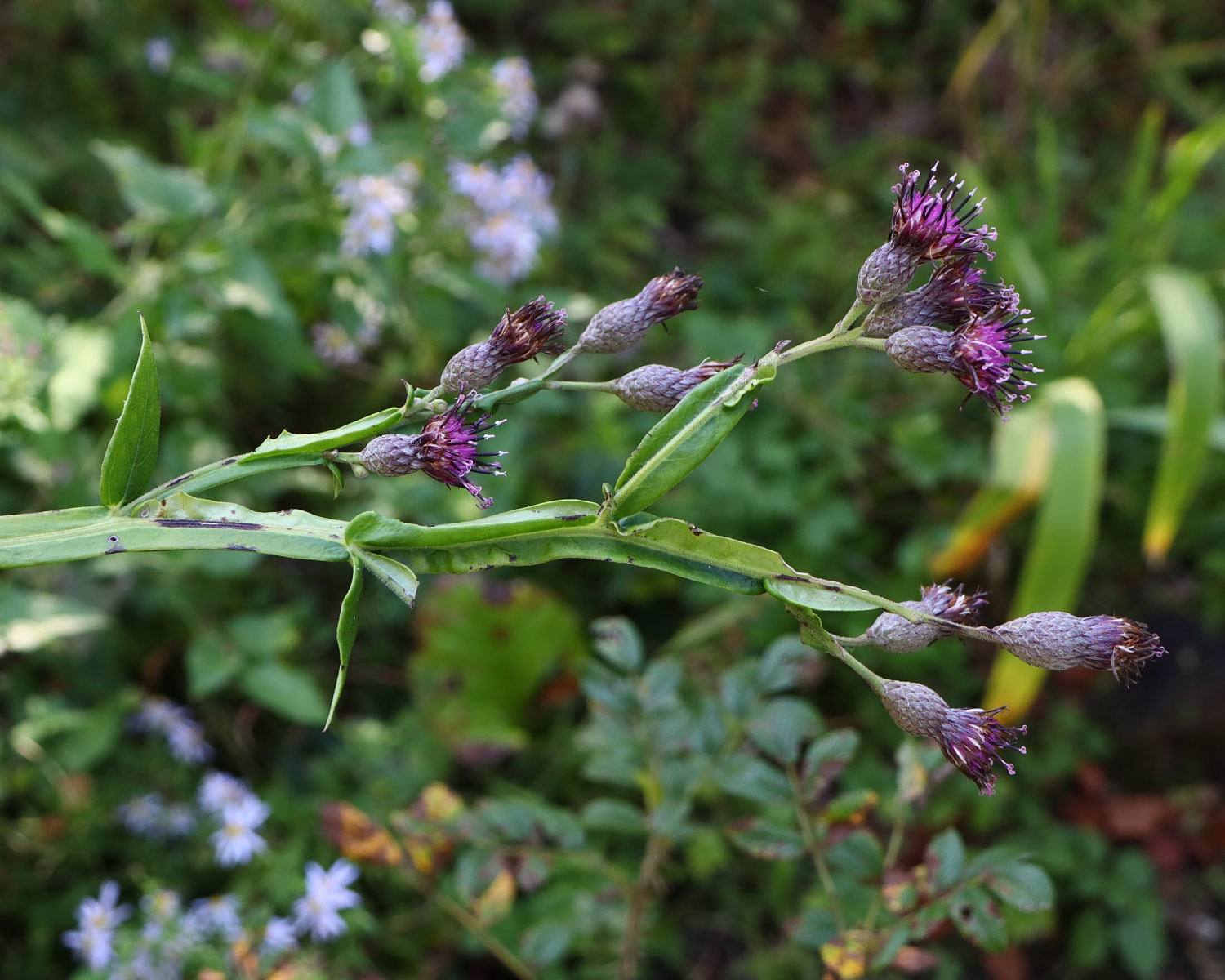 セイタカトウヒレン