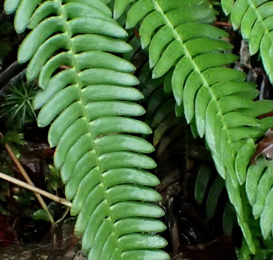 オサシダ | 山川草木図譜 | 山岳の植物, 10月, 羊歯, シシガシラ科 | 筬羊歯