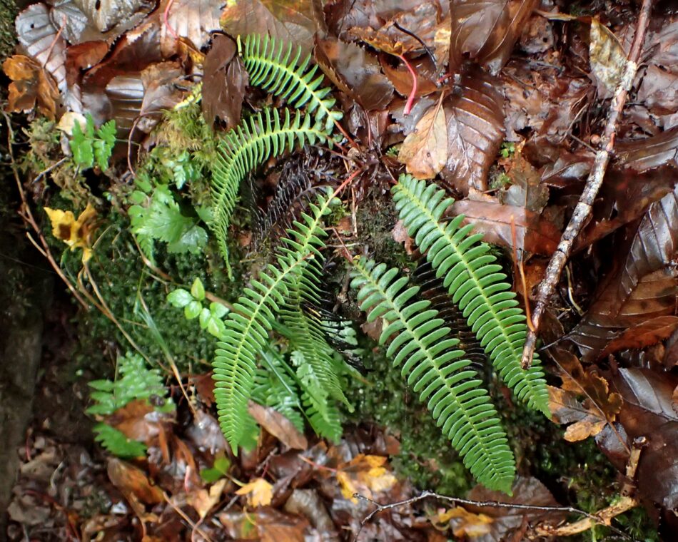 オサシダ | 山川草木図譜 | 山岳の植物, 10月, 羊歯, シシガシラ科 | 筬羊歯