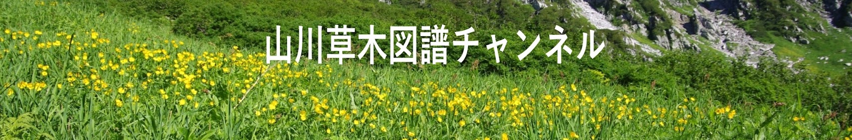 山川草木図譜チャンネル