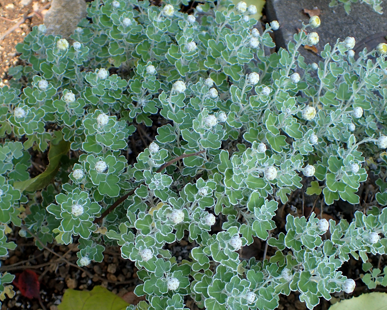 アシズリノジギク