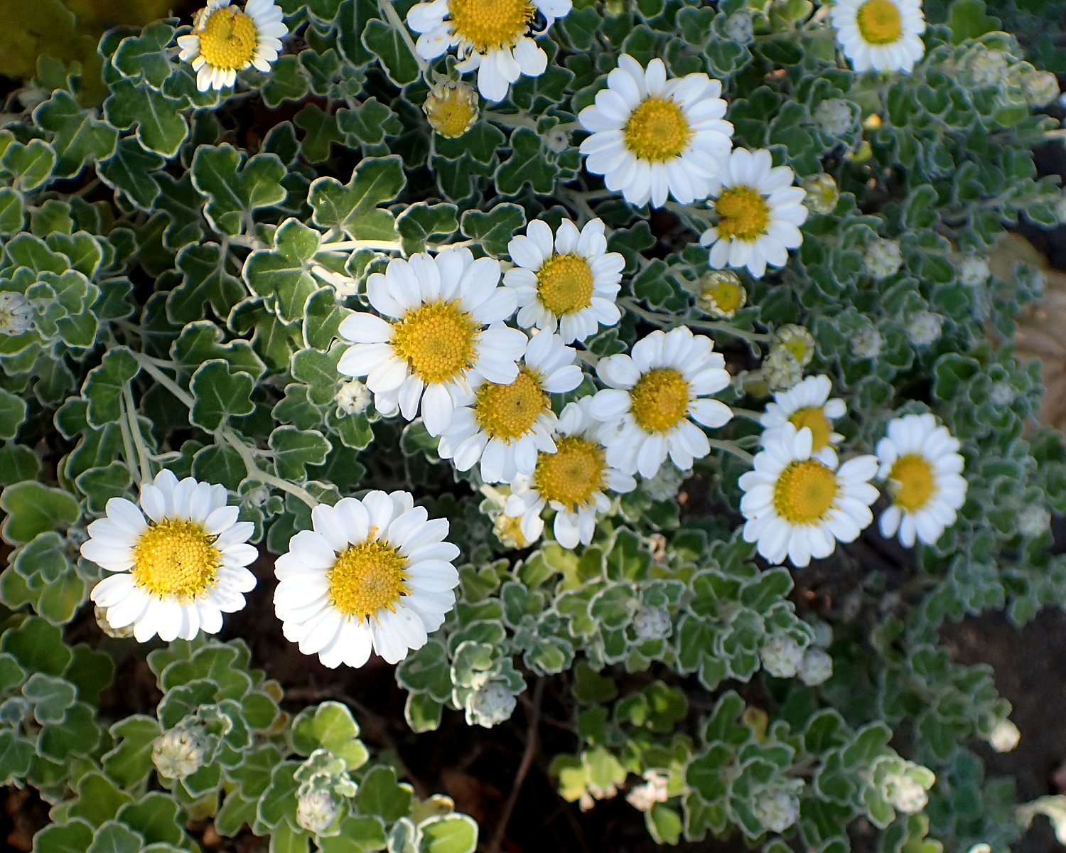 アシズリノジギク