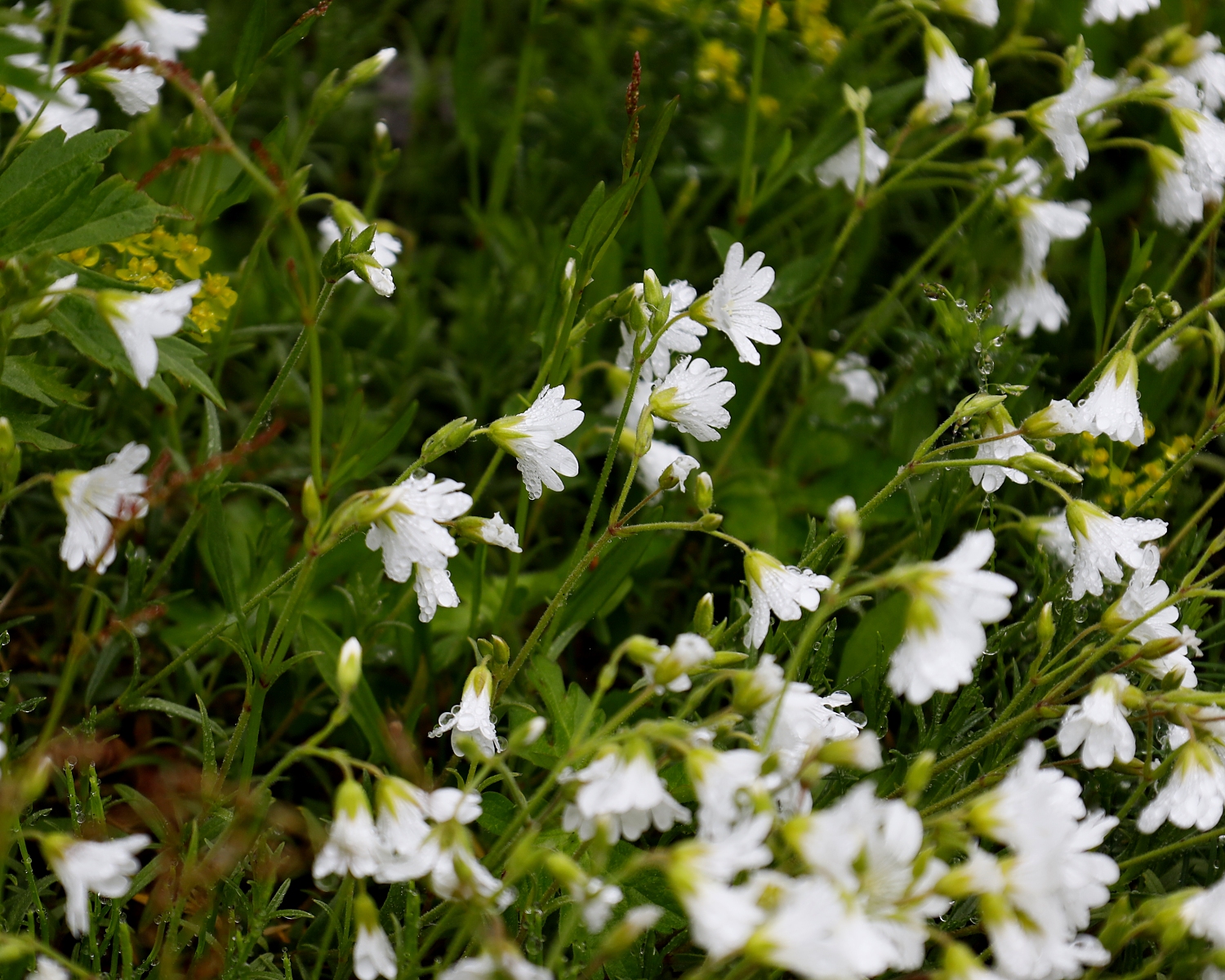 セイヨウミミナグサ