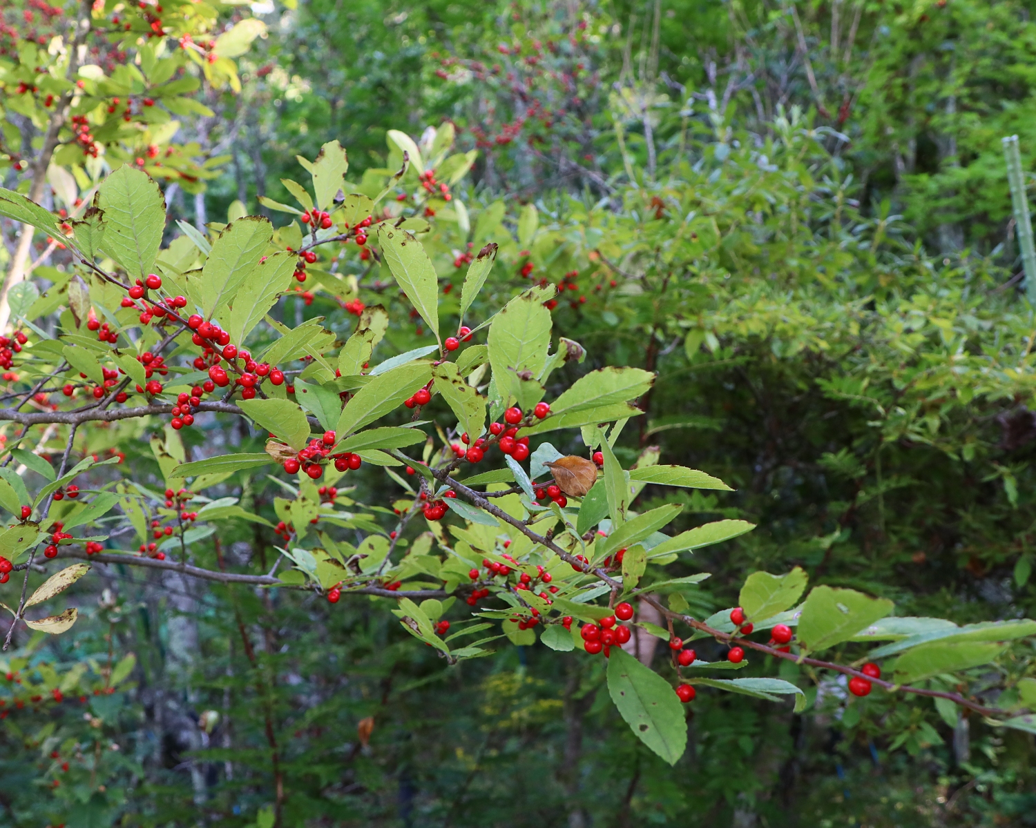 ミヤマウメモドキ