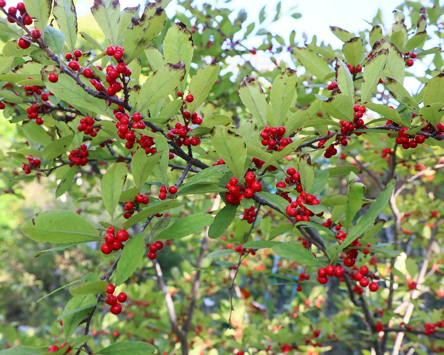 ミヤマウメモドキ