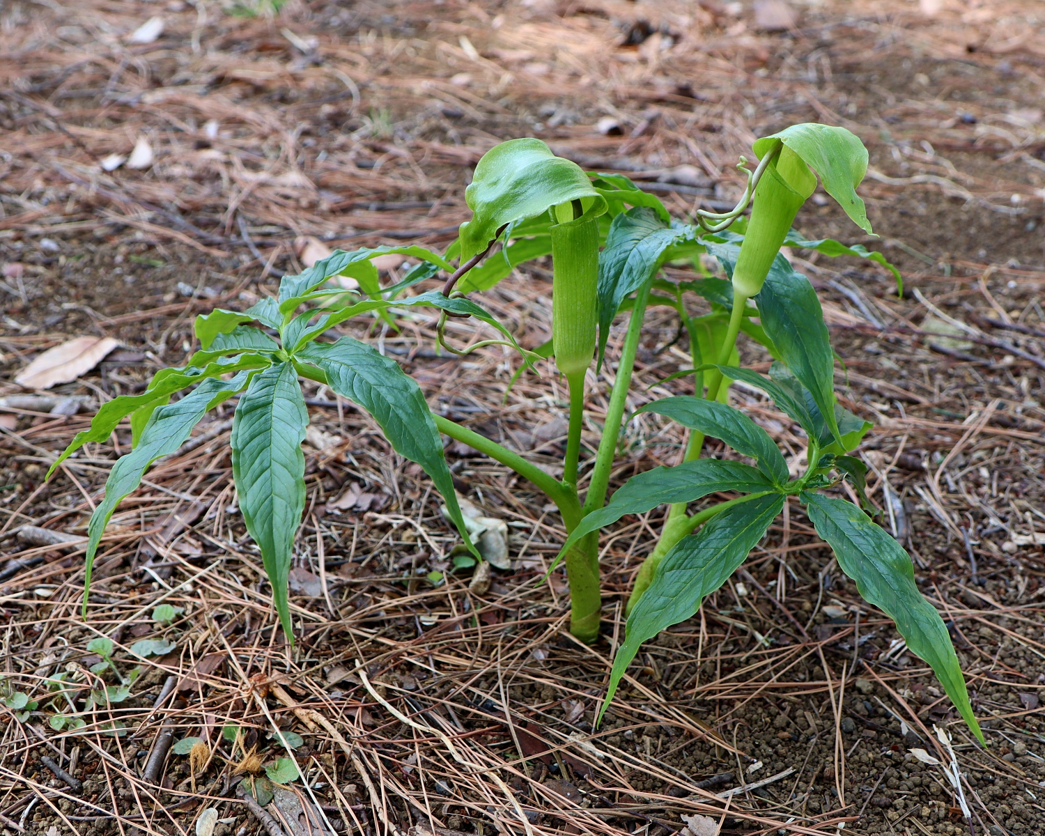 シマテンナンショウ