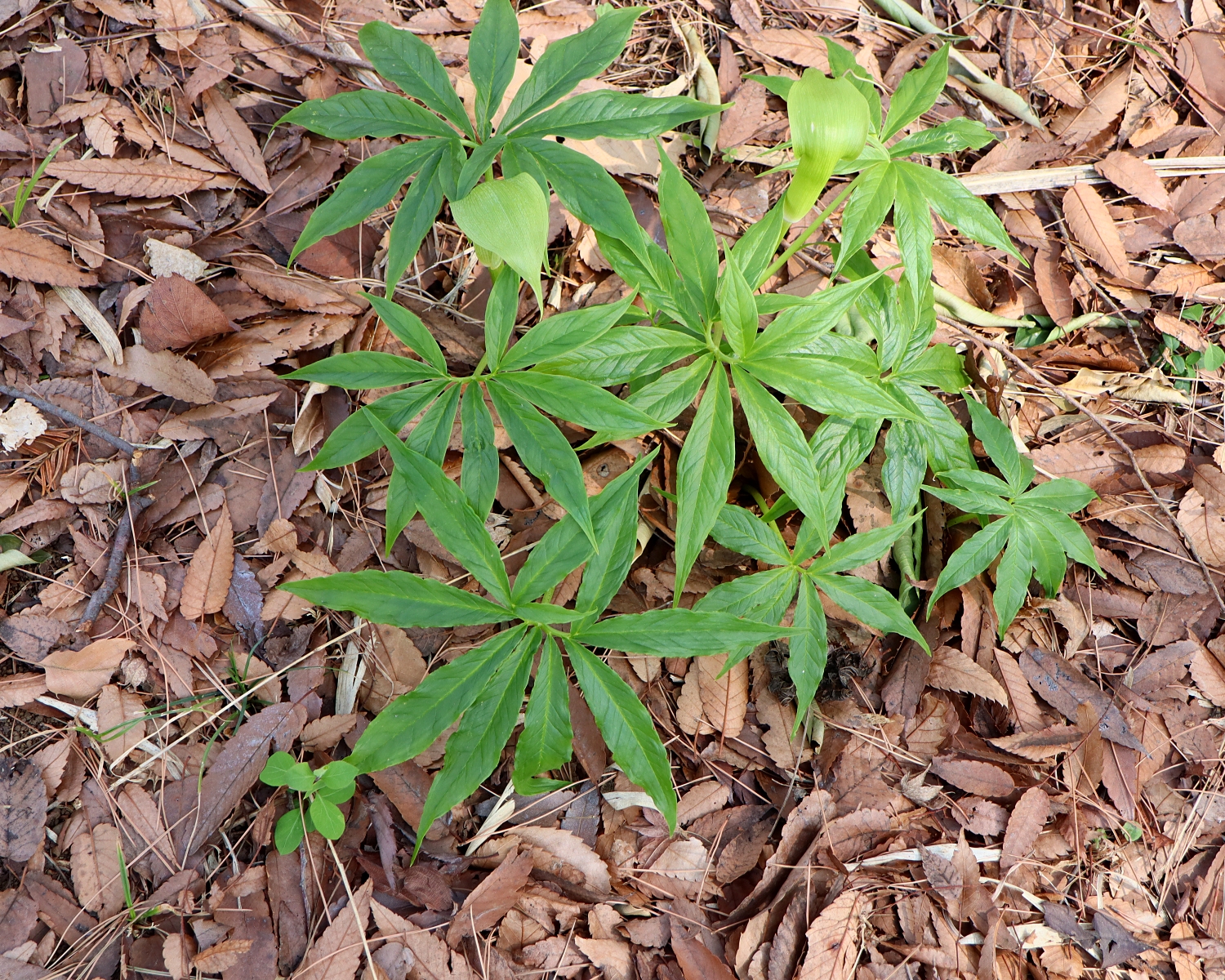 シマテンナンショウ