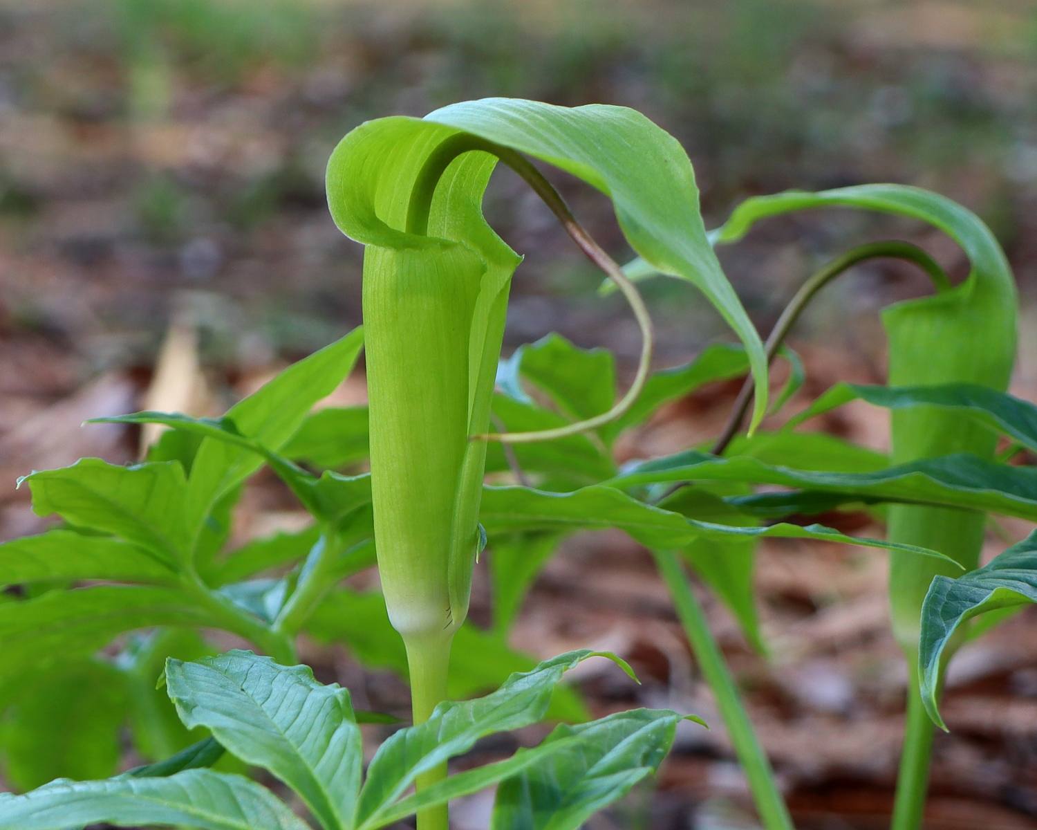 シマテンナンショウ