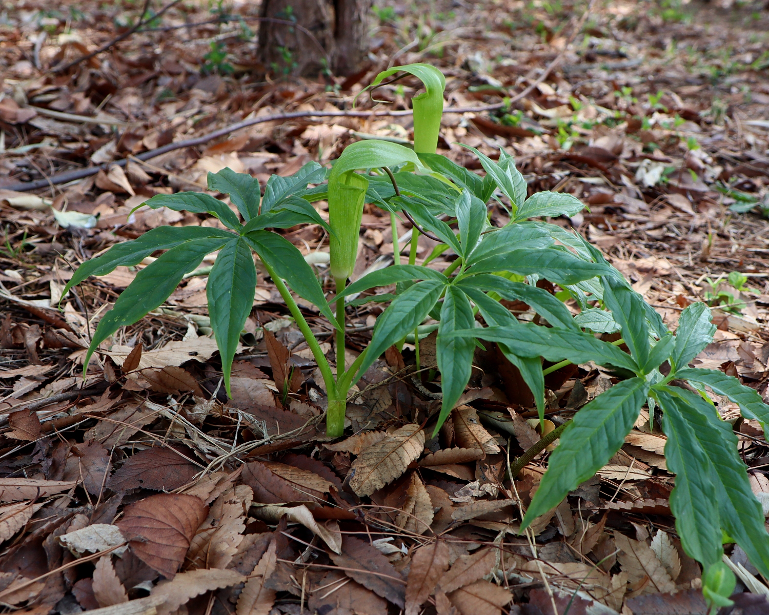 シマテンナンショウ