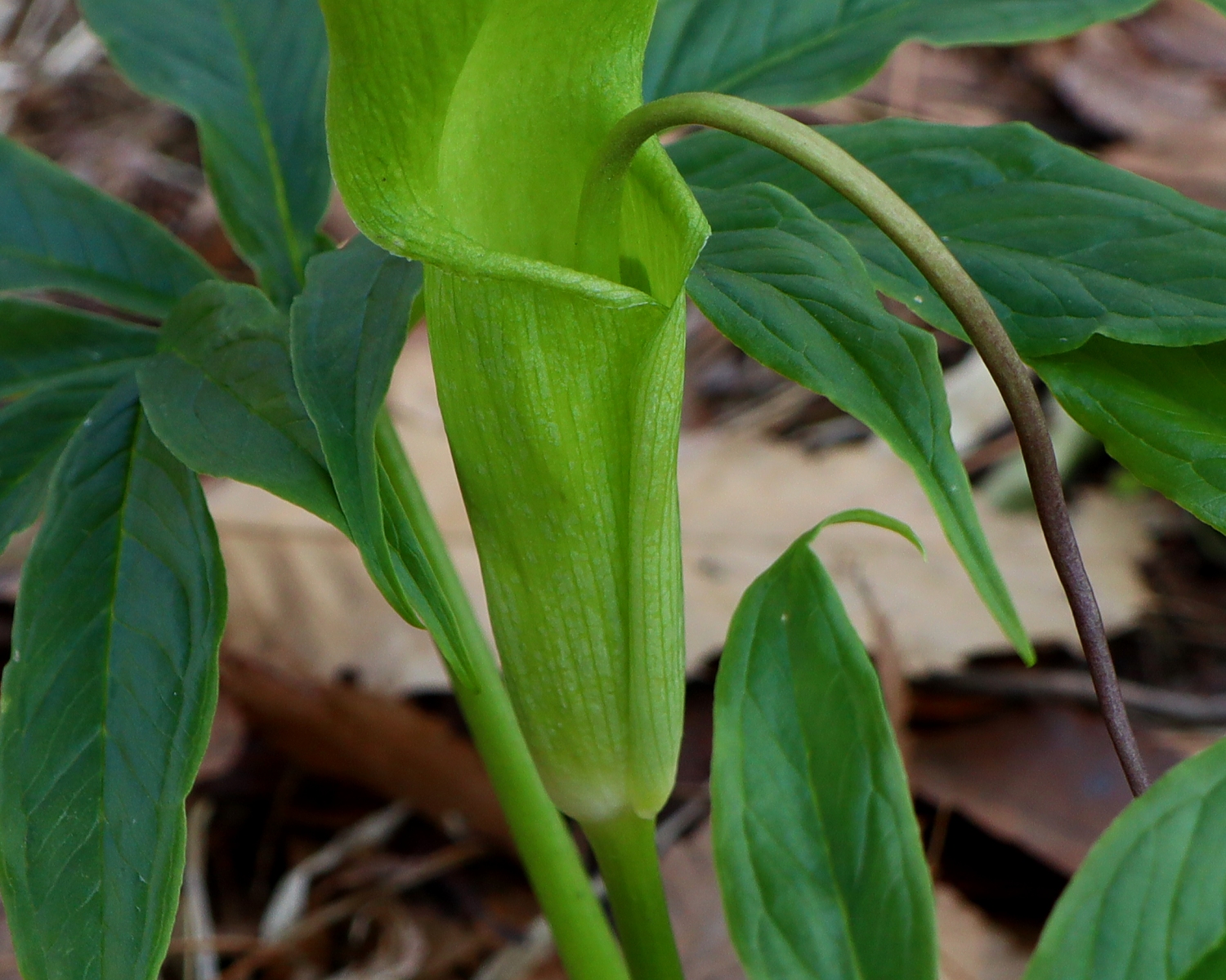 シマテンナンショウ