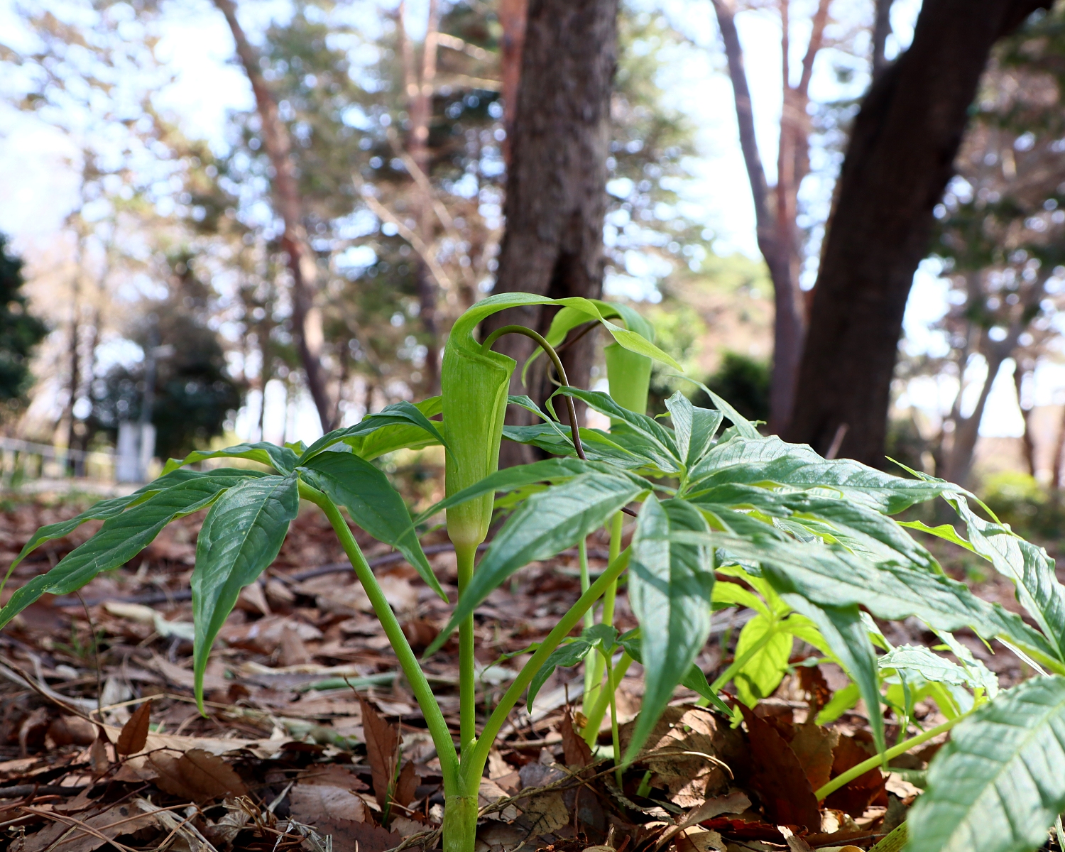 シマテンナンショウ