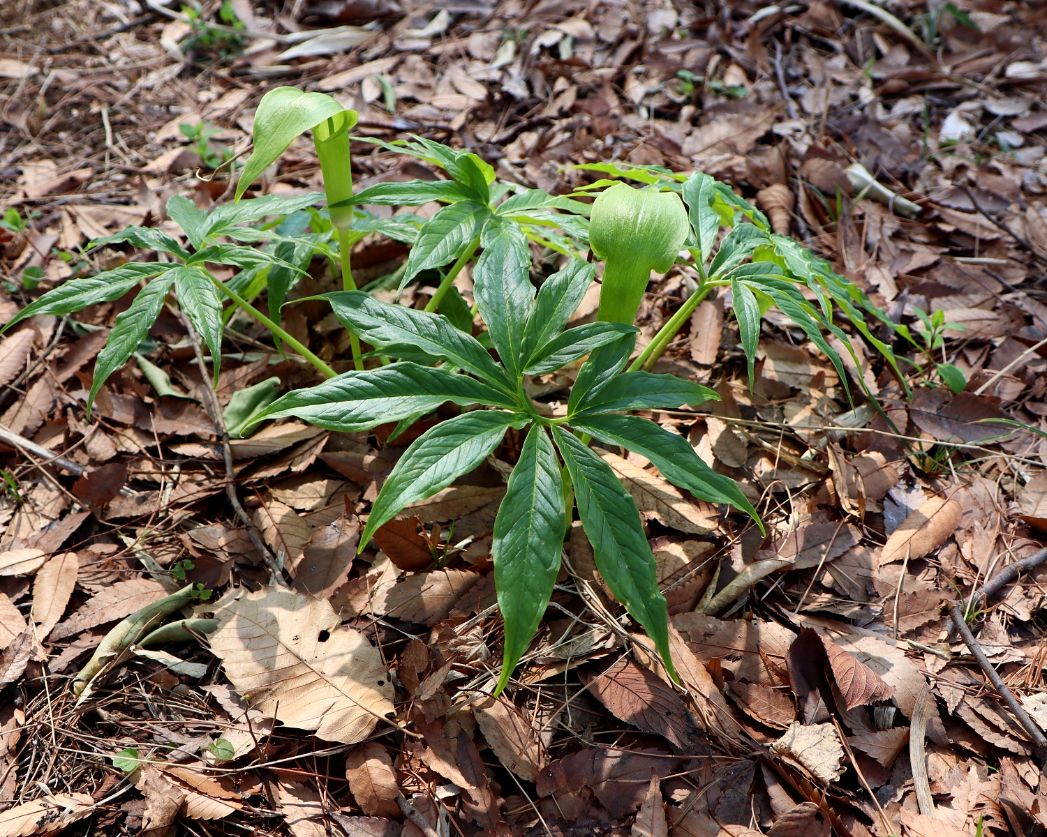 シマテンナンショウ