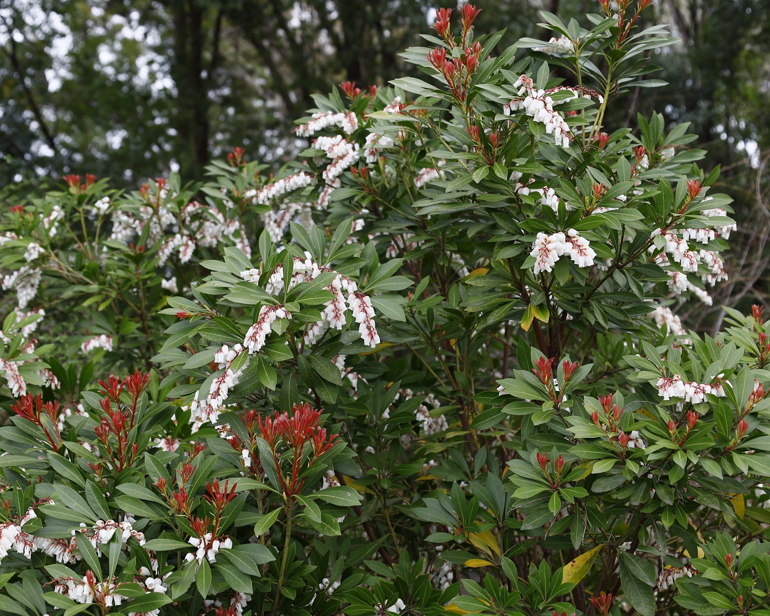 リュウキュウアセビ