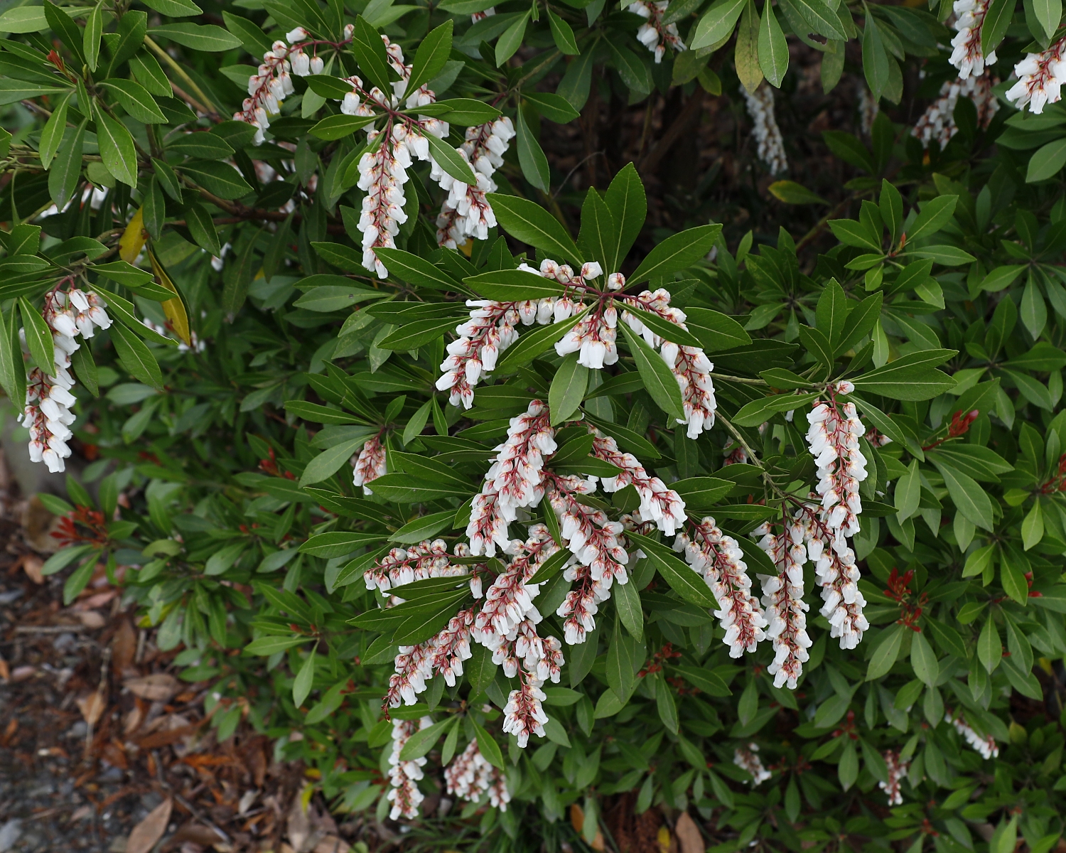 リュウキュウアセビ