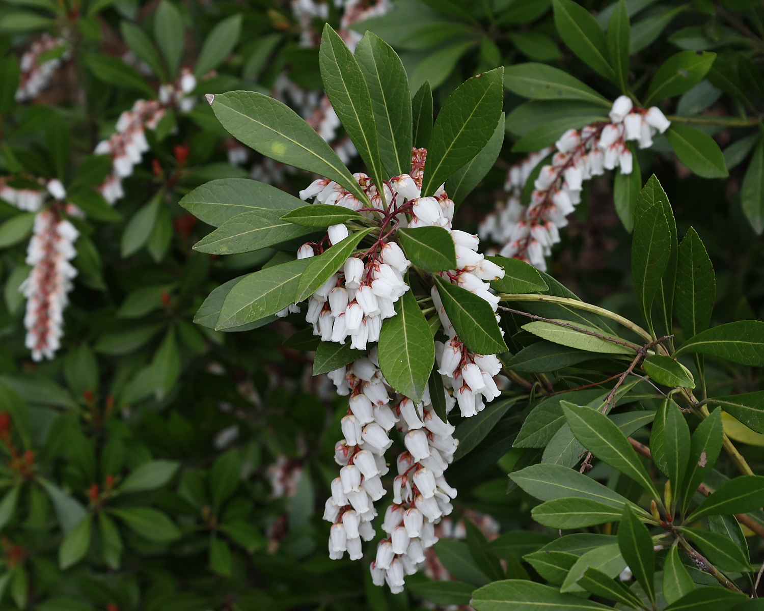 リュウキュウアセビ