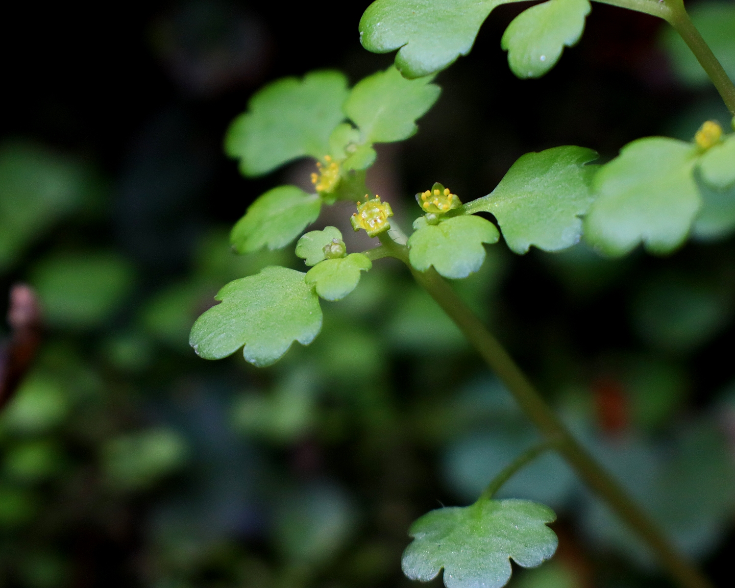 タチネコノメソウ
