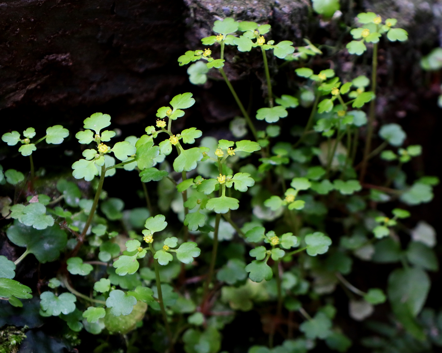 タチネコノメソウ