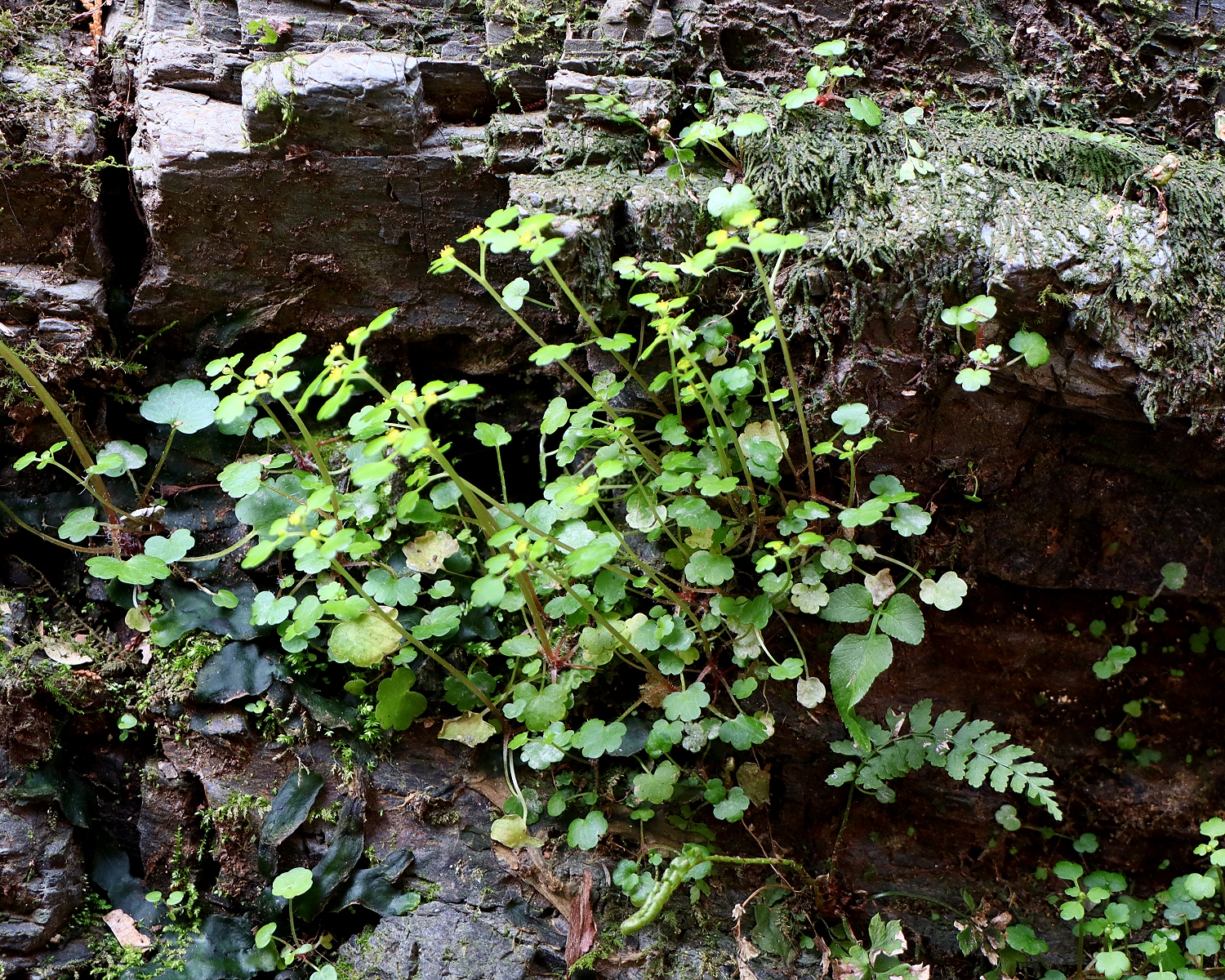 タチネコノメソウ