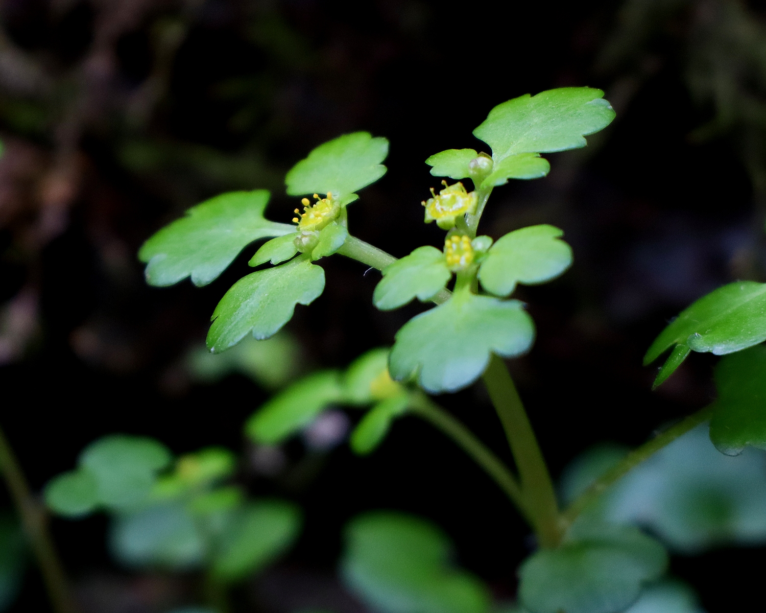 タチネコノメソウ