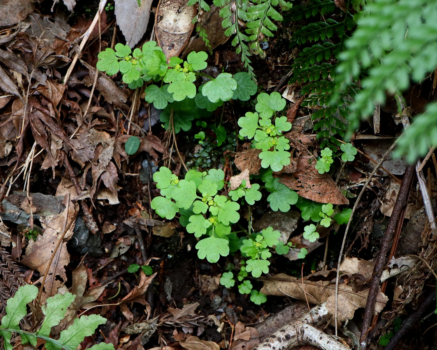 タチネコノメソウ