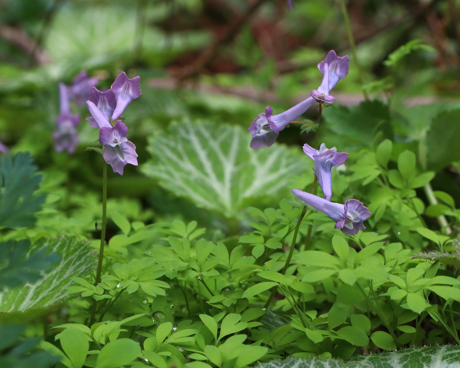 キンキエンゴサク