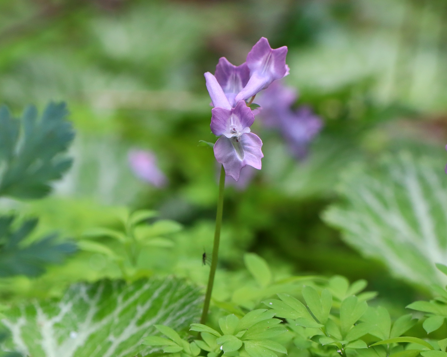 キンキエンゴサク