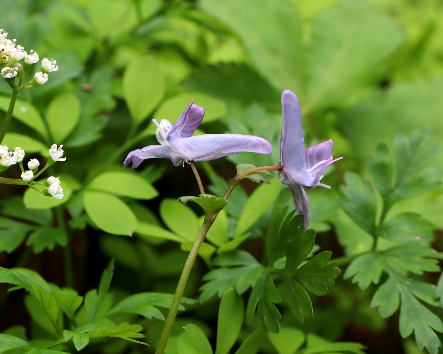 キンキエンゴサク