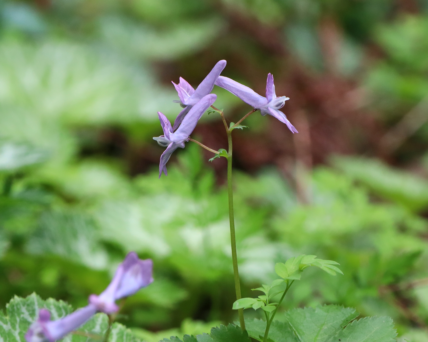 キンキエンゴサク