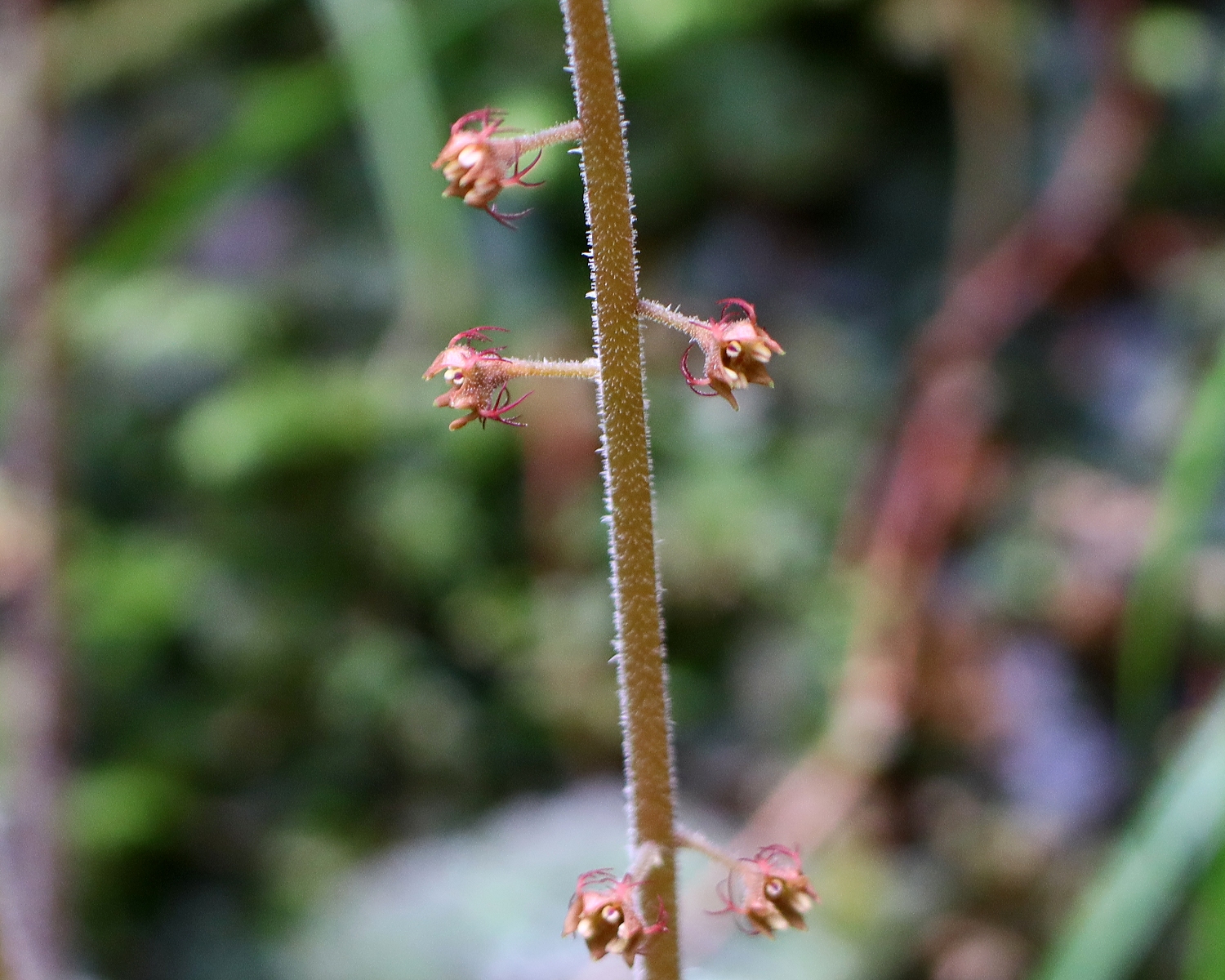 チャルメルソウ