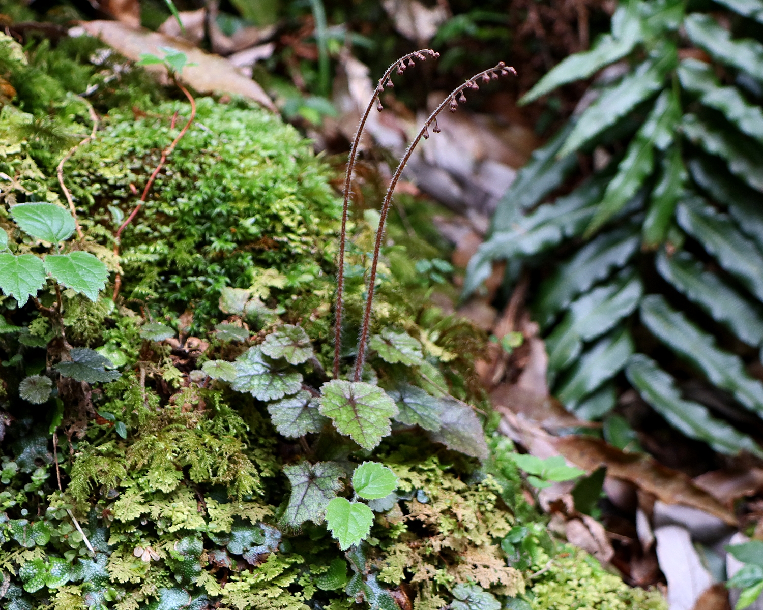 チャルメルソウ