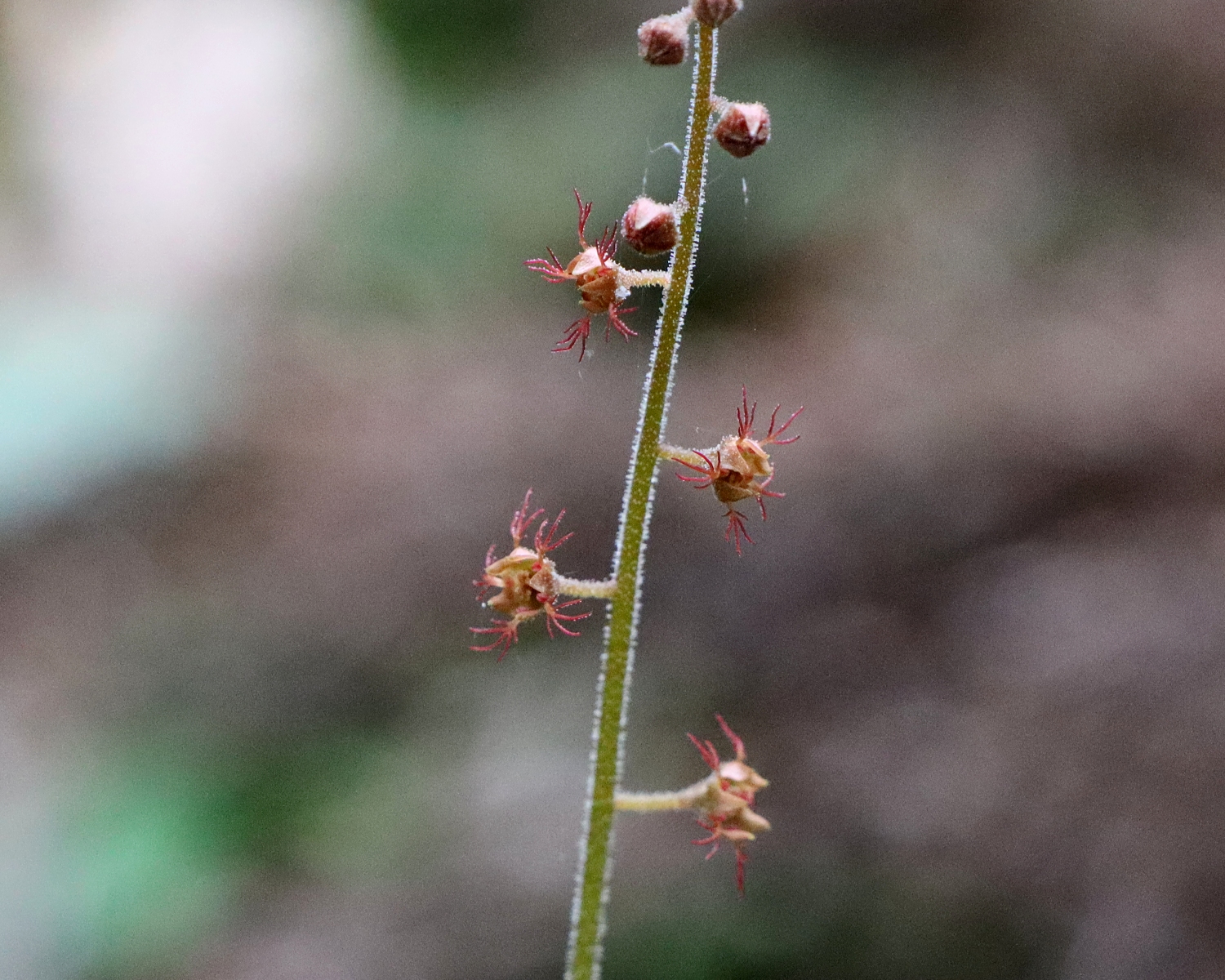 チャルメルソウ