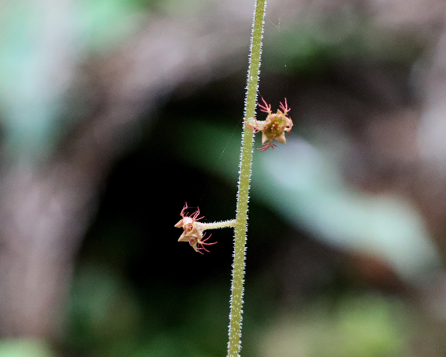 チャルメルソウ