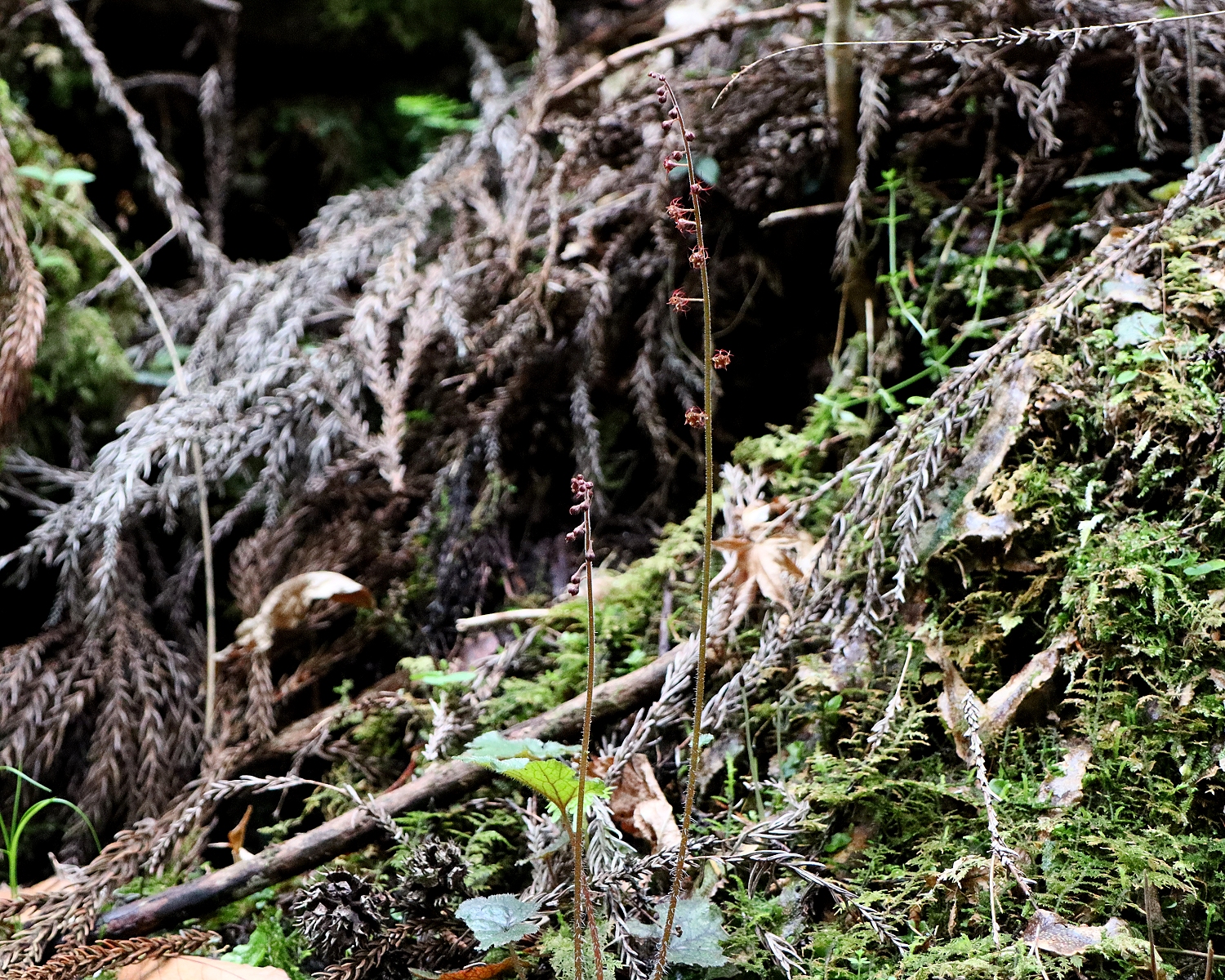 チャルメルソウ