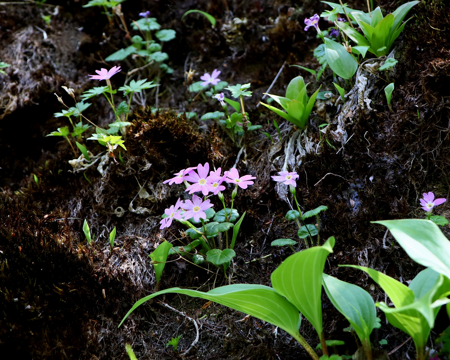 ミョウギコザクラ