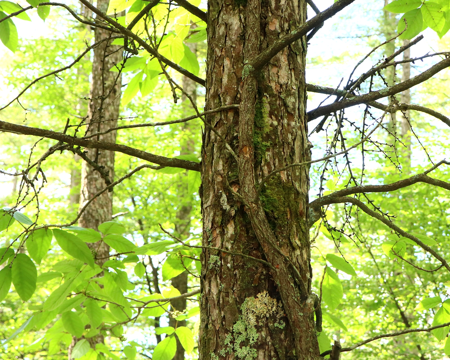 ツタウルシ