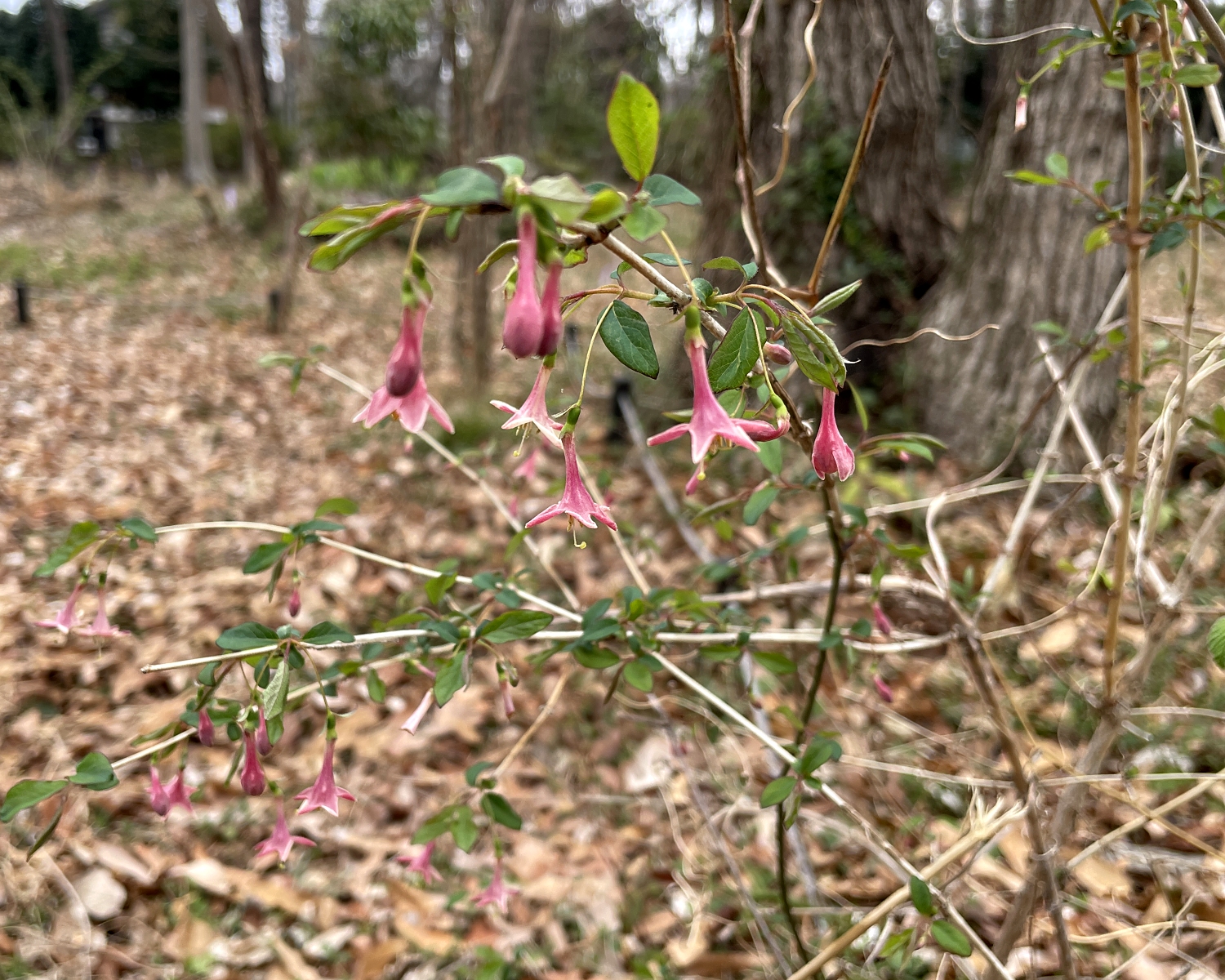 ウグイスカグラ