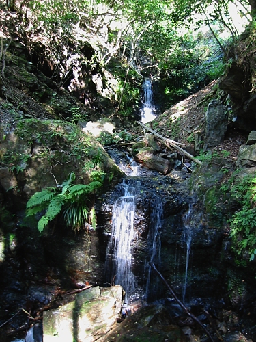 �����P�̑�